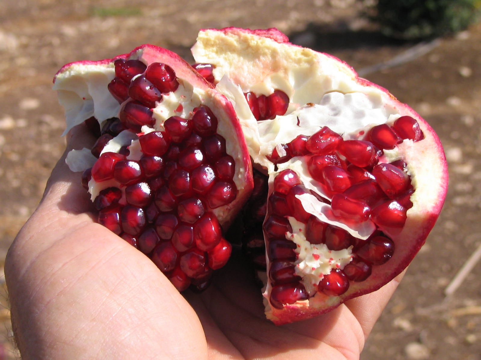 Planet Israel - Fresh Fruits | Fresh Citrus | Fresh Vegetables | Concentrated Pure Fruit Juice - Fresh Pomegranate / Wonderful Pomegranates from from Israel