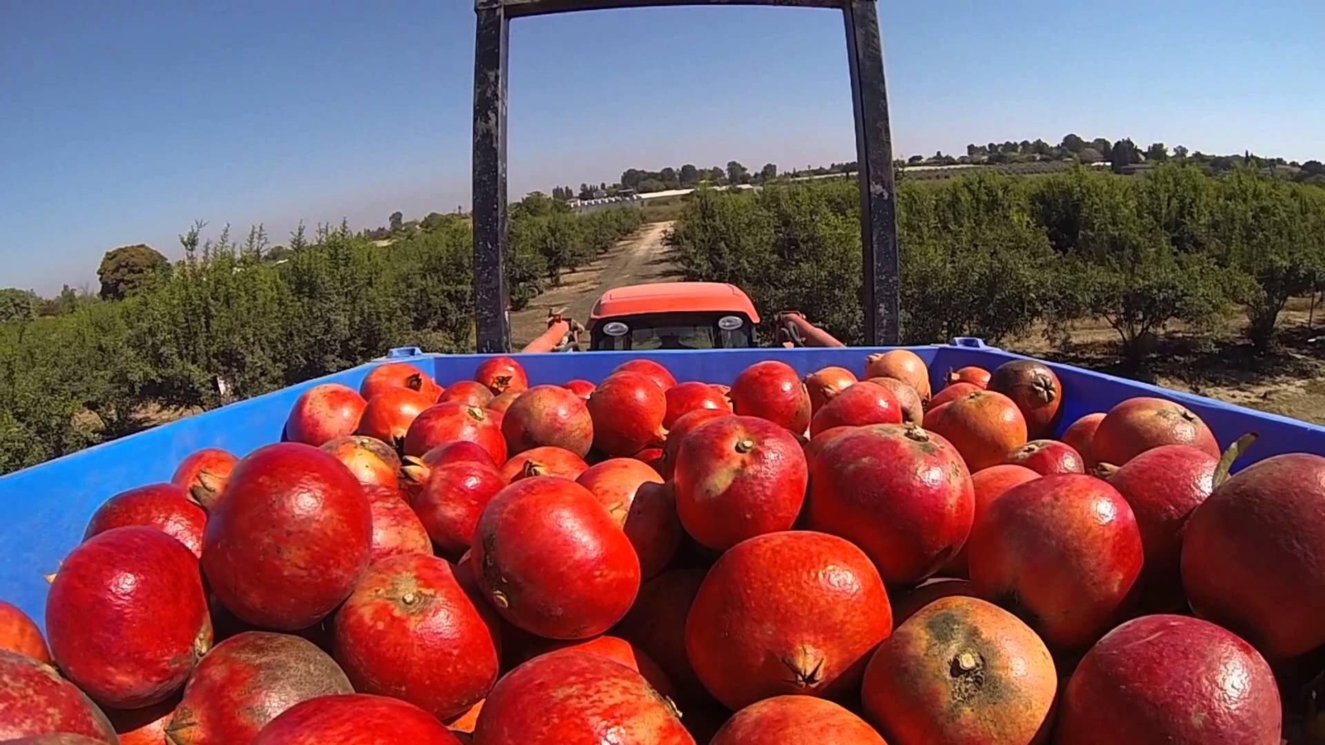 Planet Israel - Fresh Fruits | Fresh Citrus | Fresh Vegetables | Concentrated Pure Fruit Juice - Fresh Pomegranate / Wonderful Pomegranates from from Israel