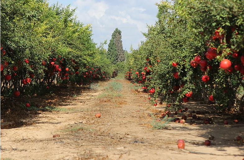 Planet Israel - Fresh Fruits | Fresh Citrus | Fresh Vegetables | Concentrated Pure Fruit Juice - Fresh Pomegranate / Wonderful Pomegranates from from Israel