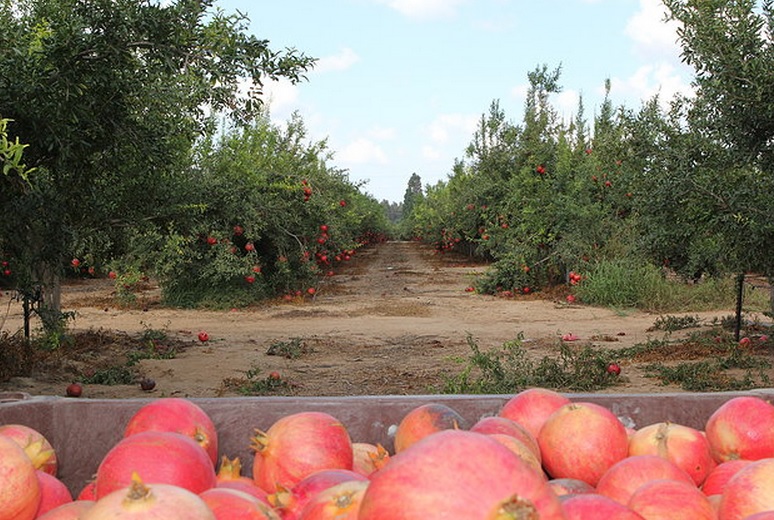 Planet Israel - Fresh Fruits | Fresh Citrus | Fresh Vegetables | Concentrated Pure Fruit Juice - Fresh Pomegranate / Wonderful Pomegranates from from Israel