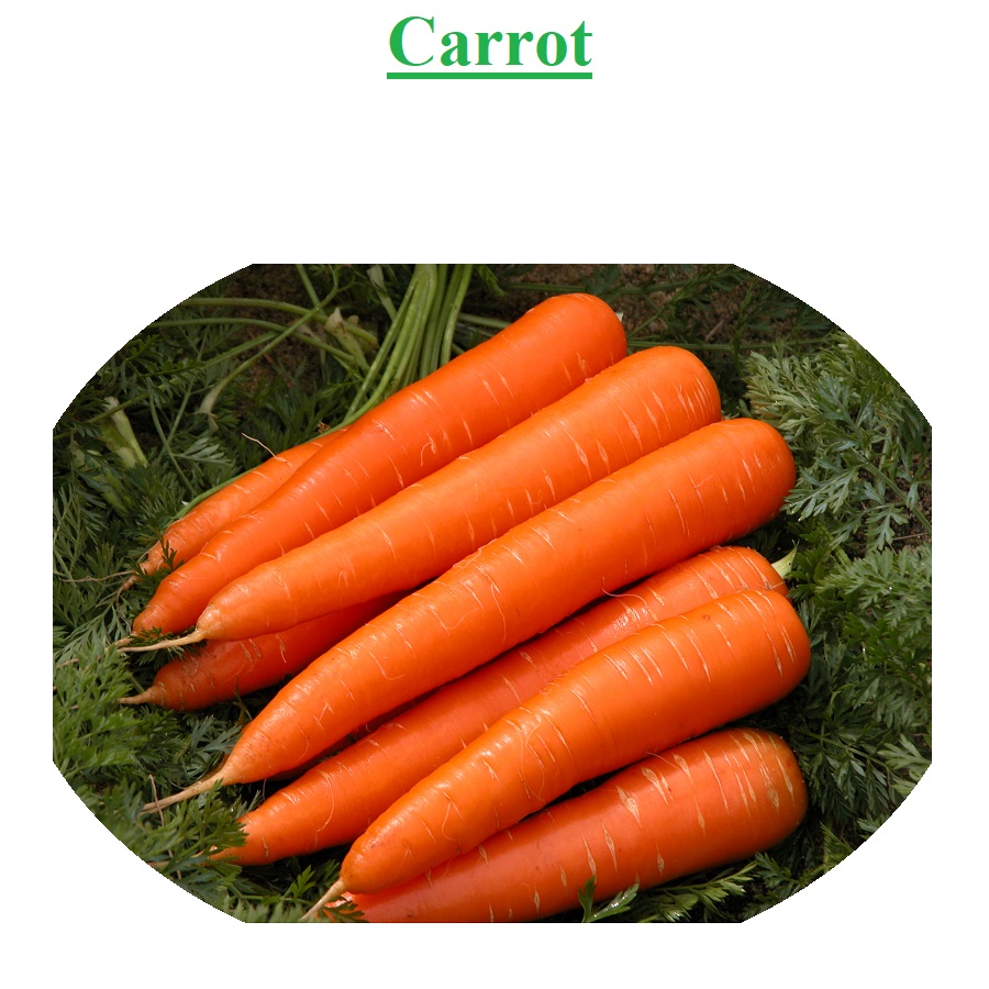 Planet Israel - Fresh Fruits | Fresh Citrus | Fresh Vegetables | Concentrated Pure Fruit Juice - Fresh Carrot / Carrots from Israel