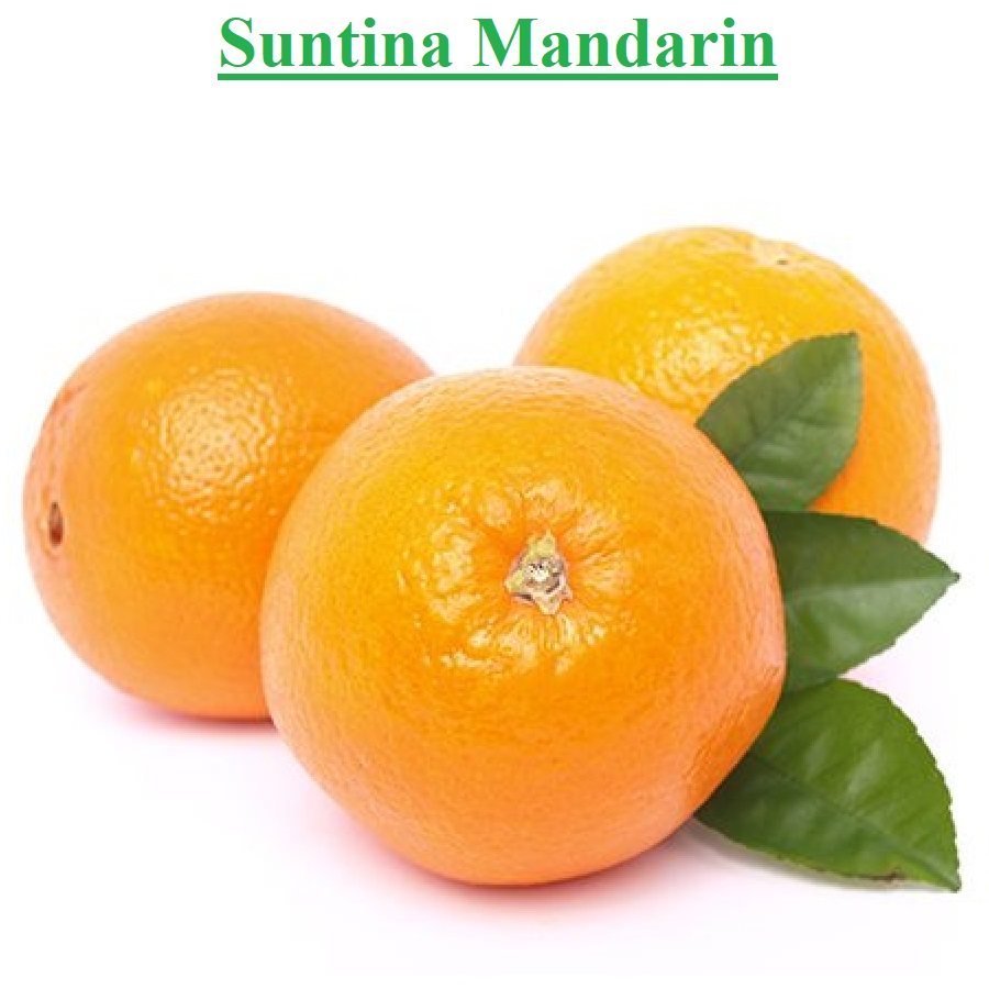Planet Israel - Fresh Fruits | Fresh Citrus | Fresh Vegetables | Concentrated Pure Fruit Juice - Fresh Suntina Mandarin / Clementine / Tangerine from Israel