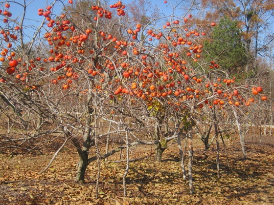 Planet Israel - Fresh Fruits | Fresh Citrus | Fresh Vegetables | Concentrated Pure Fruit Juice - Fresh Sharon Fruit Persimmon / Persimmons from from Israel