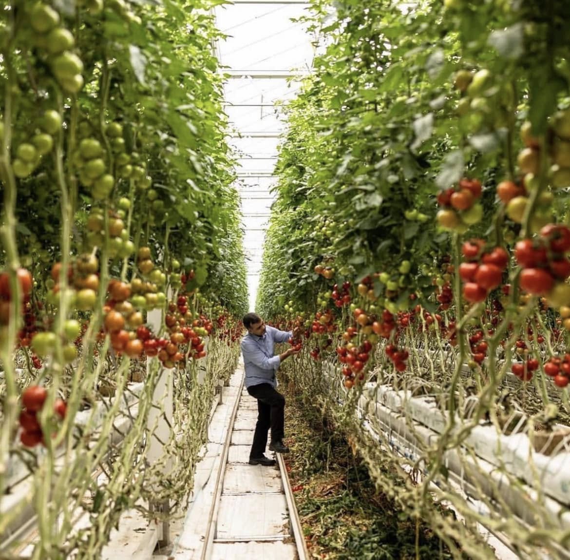 The Agricultural Projects Division - Agricultural Projects - Development, Establishment & Management - Agricultural Innovation and Advanced Technologies